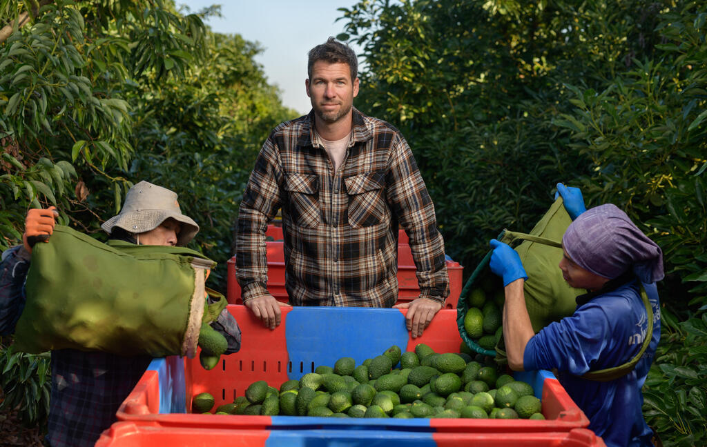 Чудо и авокадо