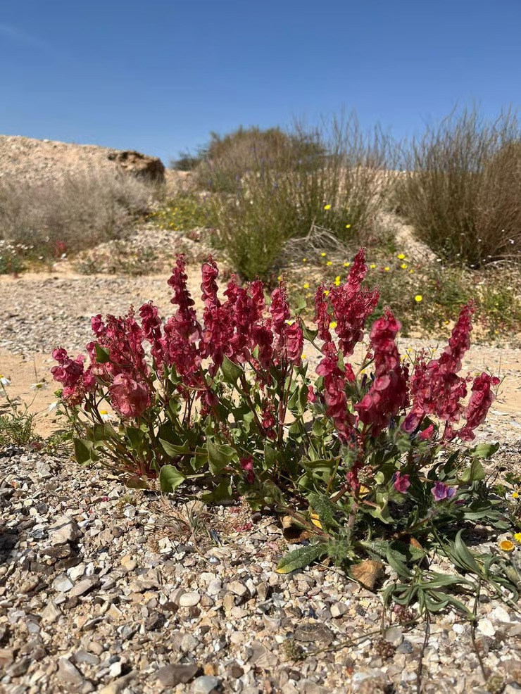 Розовый щавель